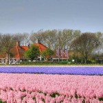 Nieuw Westert (Egmond-Binnen)