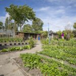 Peters tuin ATV de Meerweg met vergeten groenten