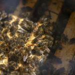 Bijen in Peters tuin bij ATV de Meerweg