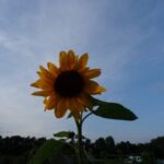 Een zonnebloem gezaaid op de moestuin