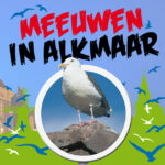 Meeuwen in Alkmaar