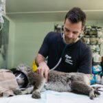 Koala bij dokter